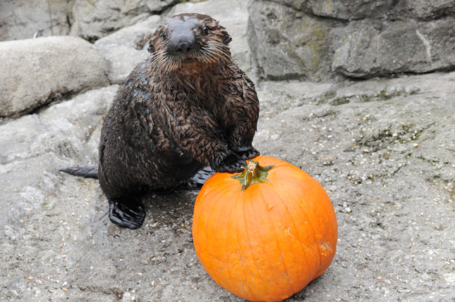 Halloween Otter