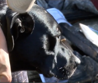 Shadow, a pregnant Lab-Terrier mix, woke up her family when a fire started in their home.