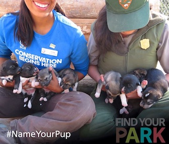 Denali National Park revealed the park-inspired names of its eight new sled dog puppies.
