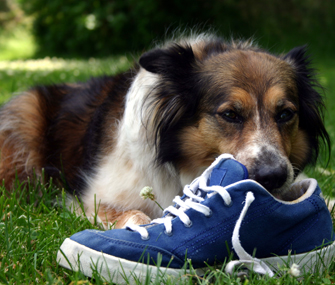 Dog Eating Shoe