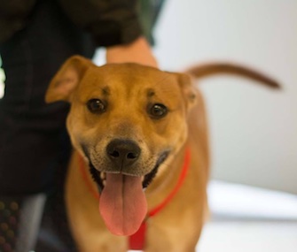 Charlotte has a new home with animal control officers.