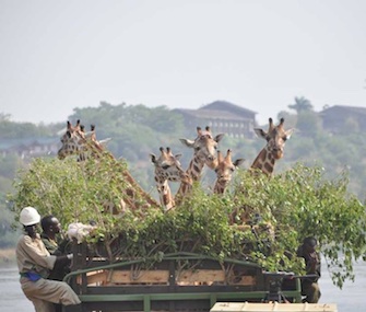 Six giraffes catch a ride across the Nile River in Uganda as conservationists try to expand their range.