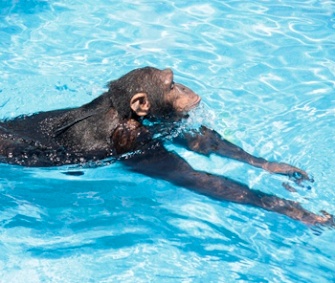 One of the apes involved in the research swims in a pool.