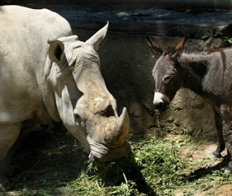 A donkey companion is being credited with calming the nerves of Manuela, a rhino at the Tbilisi Zoo in the country of Georgia.
