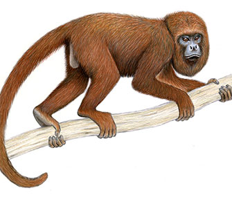 The Northern brown howler monkey of Brazil was added for the first time to The World's 25 Most Endangered Primates list.