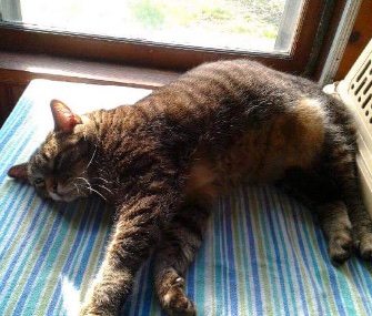 Yodi the cat was fostered for two months while his owner recovered from surgery.