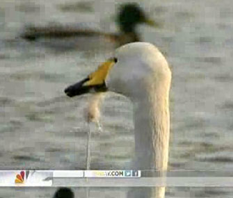 Rescuers in China untangled thread dangling from a swan's beak.