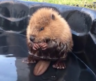 An injured baby beaver is being rehabilitated after being found on a golf course.