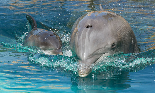 Discovery Cove Atlantic Bottlenose Dolphin