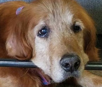 Most important on Howard's bucket list: raising money to help other senior animals in need.