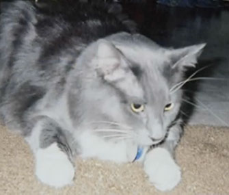 After seven years, Sophia will be reunited with her owner on Wednesday.