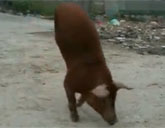 Pig walks on two legs