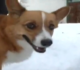 Ole survived an avalanche near Yellowstone National Park