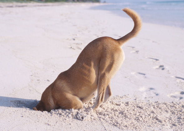 dogs doing funny things pictures