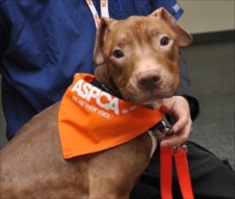 Fraggle, a Pit Bull mix who was found in a suitcase, is slowly recovering.