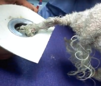 Firefighters in New Mexico came to the rescue of a small Poodle who got her paw stuck in a bathtub drain.