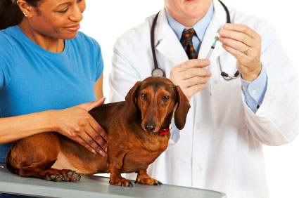 Vet giving dog a shot