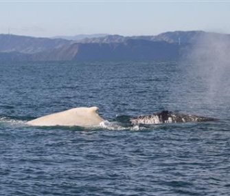 Researchers in New Zealand were stunned to see an "extremely rare" white humpback whale.