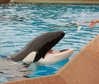 SeaWorld Orca