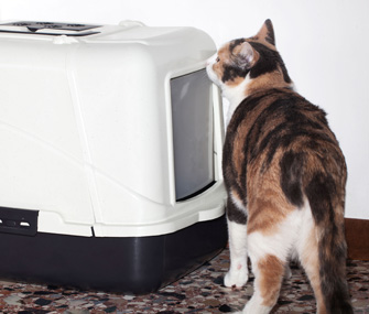 Cat sniffs outside a litterbox