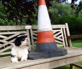 A young Shih Tzu puppy was named Connie after she was found under a traffic cone in London.
