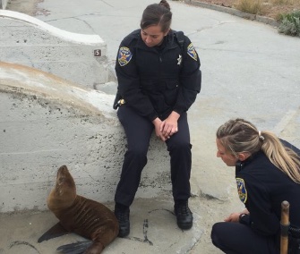 Two San Francisco Police officers helped babysit a stranded sea lion pup until it could be rescued.
