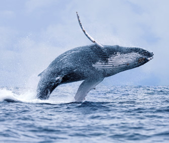 Humpback whale makes comeback in Australia