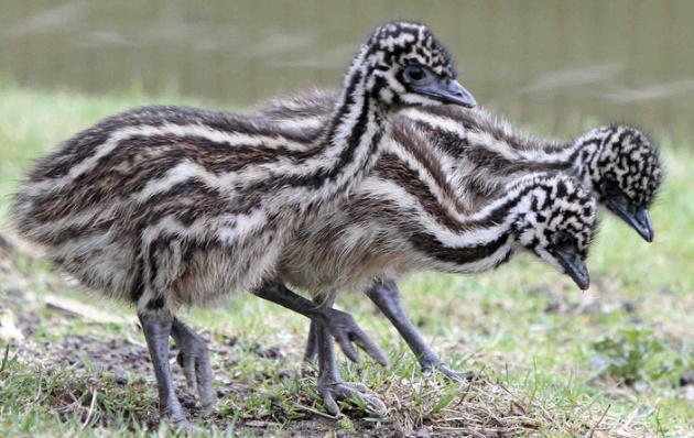 Three emu hatchlings explore their yard at the Berlin Zoo.