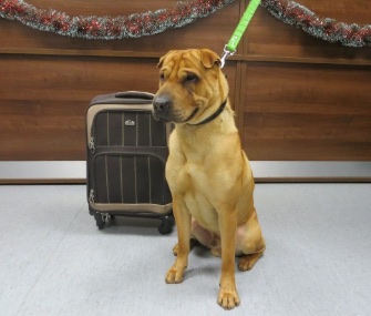 Kai, a Shar Pei mix, was abandoned at a Scottish train station Friday with a suitcase full of his belongings.