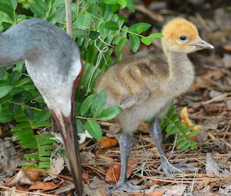 This Eurasian crane chick was adopted by two female Florida cranes at the Lowry Park Zoo.