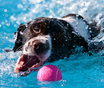Dog Exercising in the Pool