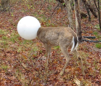 A deer who got its head stuck in a globe from a lighting fixture was freed by a conservation officer.