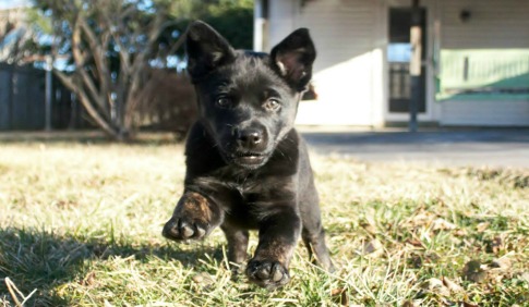Odin the Puppy