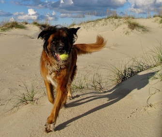 This happy dog's picture was among those shared on social media to raise money for The Dog and Cat Cancer Fund.