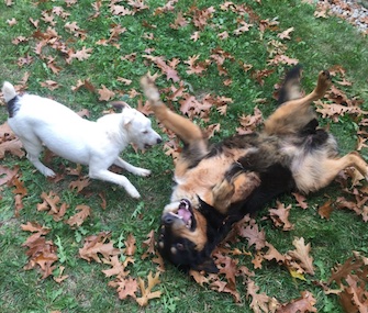 Two dogs who were rescued from a 65-foot drain pipe were happy to be free and reunited.