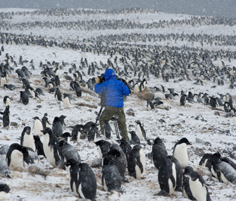 Cameraman with Adelie Penguins