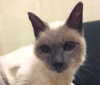 Scooter, a 30-year-old Siamese, is named the world's oldest living cat.
