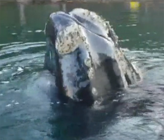Fisherman helps whale