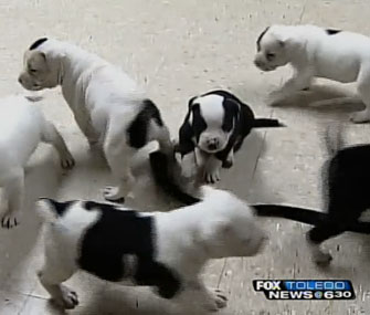Bulldog puppies