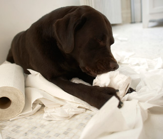 Why dog eats toilet paper