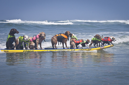 12 dogs on a surfboard