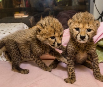 Twin cheetah sisters are being hand-raised at the San Diego Zoo Safari Park.