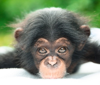A chimp hand-reared by her keepers will be named Ruw.