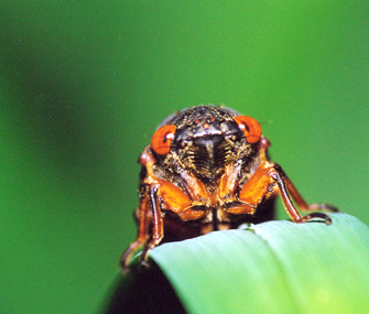 Adult cicada