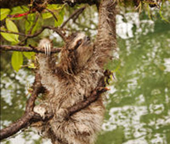Panama's pygmy three-toed sloth is among the 100 most endangered species in the world, according to the new list.