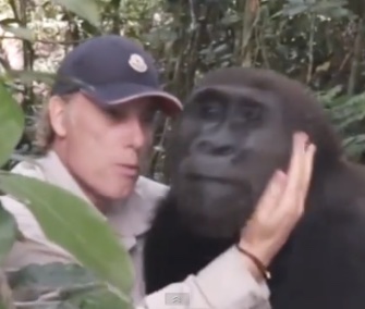 After 12 years, Damian Aspinall reunited with a gorilla he raised and released into the wild in West Africa.