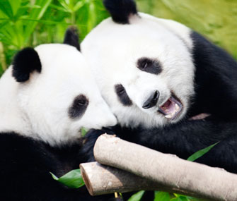 Pandas in Love