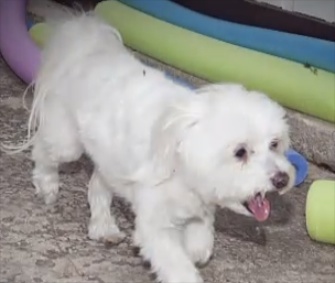 One family calls this pooch Harley, but to another, he's Reese.