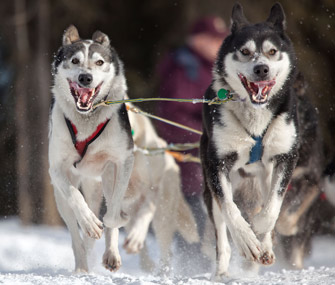 Iditarod dog