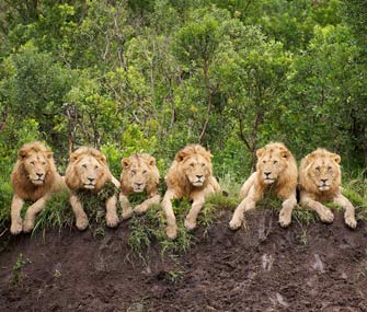 6 lions in a row